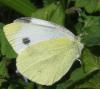 Pieris mannii